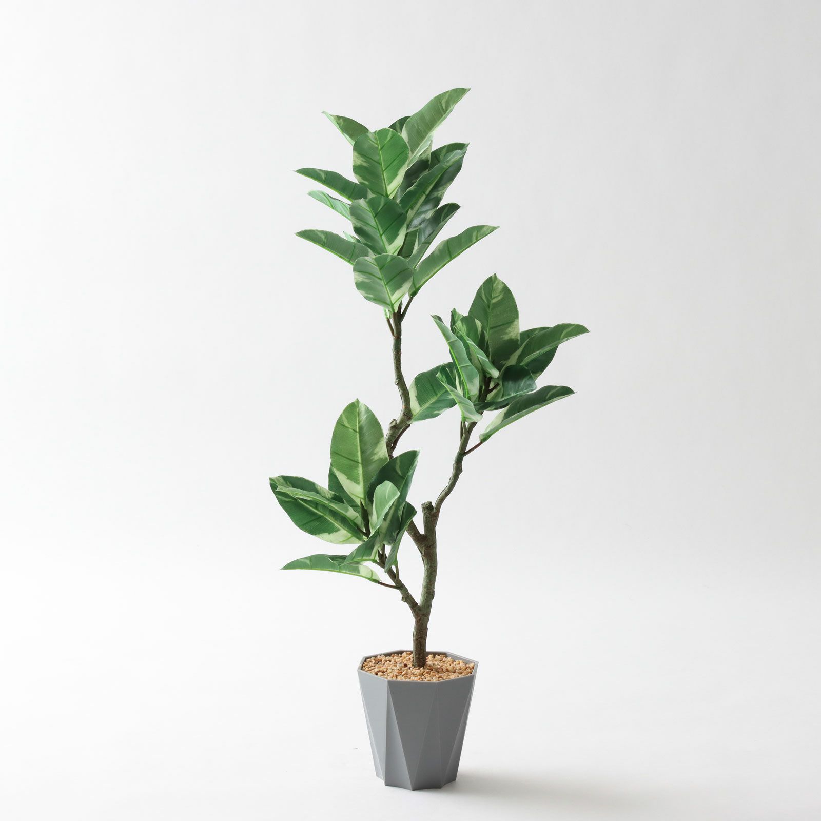 インドゴムノキ 斑入り 88cm