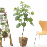 フィカス・ウンベラータ｜大きな葉で優しい雰囲気を演出するフェイクグリーン観葉植物