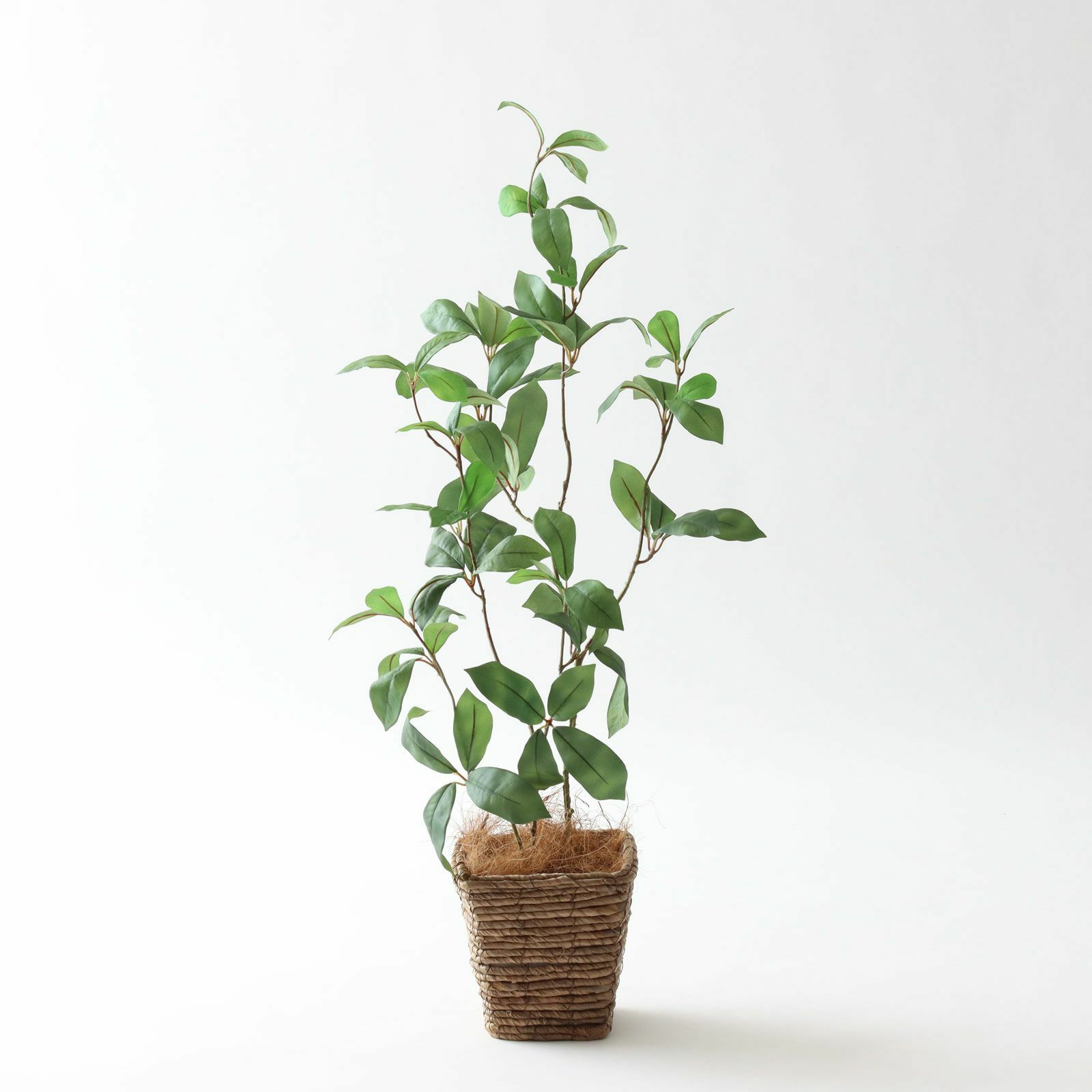 光触媒　人工観葉植物　ウォールグリーン　フェイク　フラワ　ベンジャミンフィカスw No9276 プレミアム光触媒フェイクグリーン 「繊細な葉の重なり