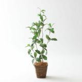 ベンジャミン（フィカス）｜繊細な葉が軽やかな印象を与えるフェイクグリーン観葉植物