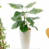 ポトス｜定番人気の観葉植物フェイクグリーン