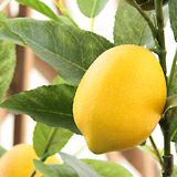 光触媒　造花　人工　観葉植物　フェイクグリーン　レモン　檸檬　みかん　ミカン
