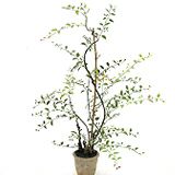 光触媒　造花　人工　観葉植物　フェイクグリーン　ハニーサックル
