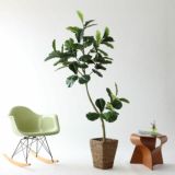 種類 | プレミアム光触媒フェイクグリーン 造花ドットコム zouka.com