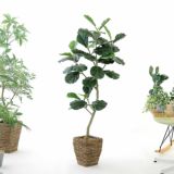 カシワバゴムノキ（フィドルリーフ・フィグ）｜存在感のある葉で空間を彩るフェイクグリーン観葉植物 