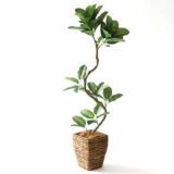 光触媒 フェイクグリーン インドゴムノキ 観葉植物 造花 おしゃれ 消臭 室内用 人工植物 ゴムの木