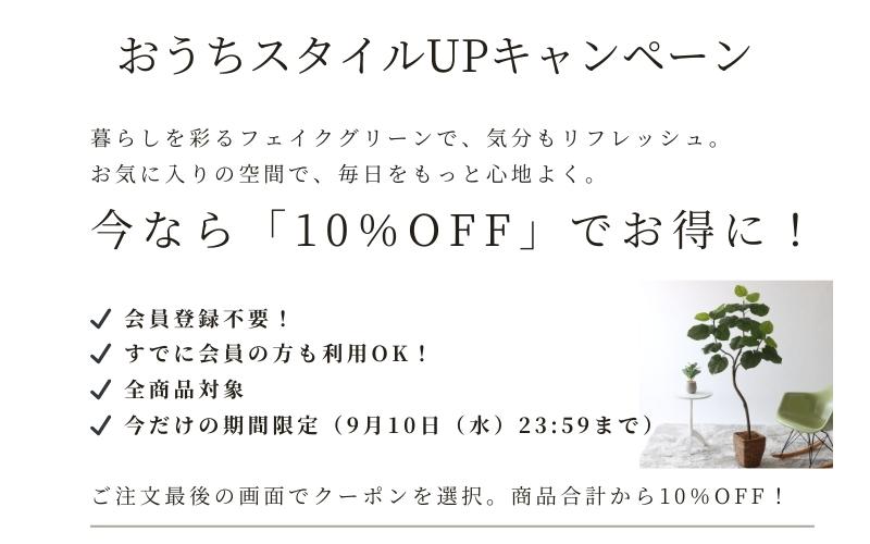 フィカス　ウンベラータ　曲がり仕立て　9号　極太　特大苗木最高等級極上品‼️ ⑪ フィカス ウンベラータ 曲がり仕立て 8号 特大苗木最高等級
