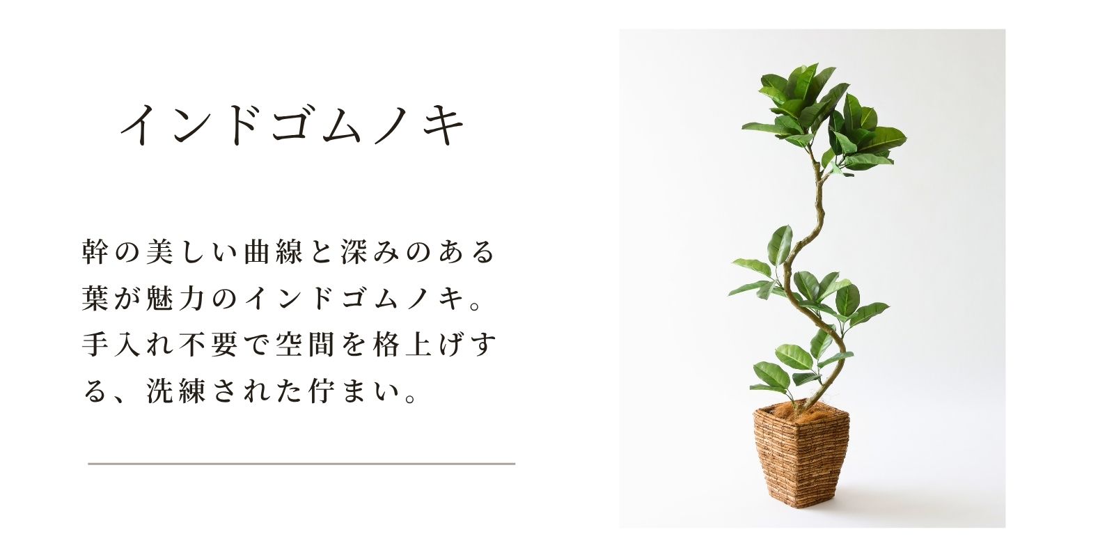 光触媒 フェイクグリーン インドゴムノキ 観葉植物 造花 おしゃれ 消臭 室内用 人工植物 ゴムの木