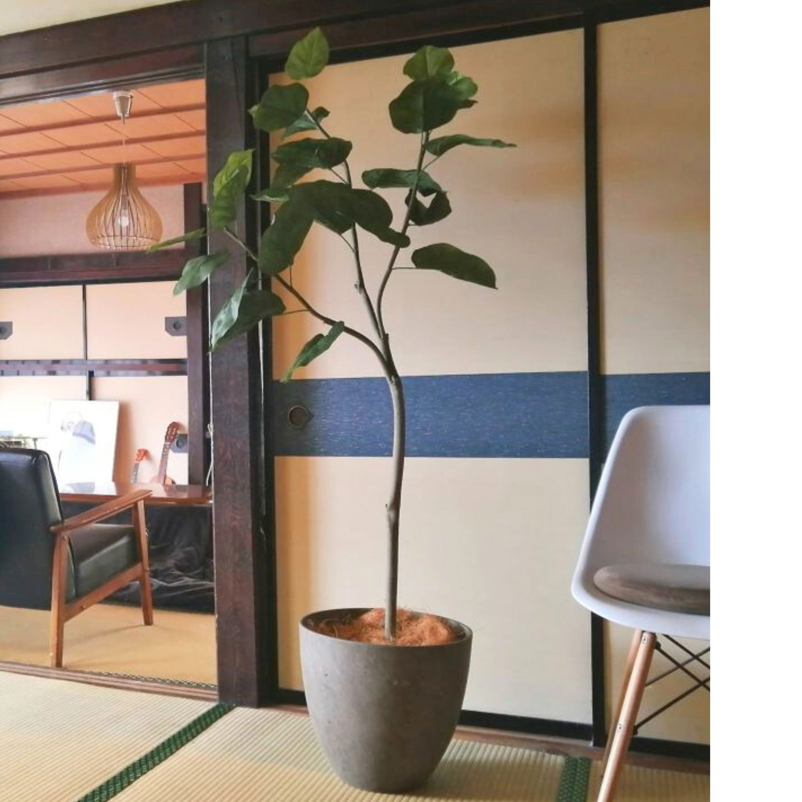 プレミアム光触媒 フェイクグリーン ウンベラータ 150〜155cm 楽天市場】フェイクグリーン 大型 ウンべラータ 高さ150～155cm