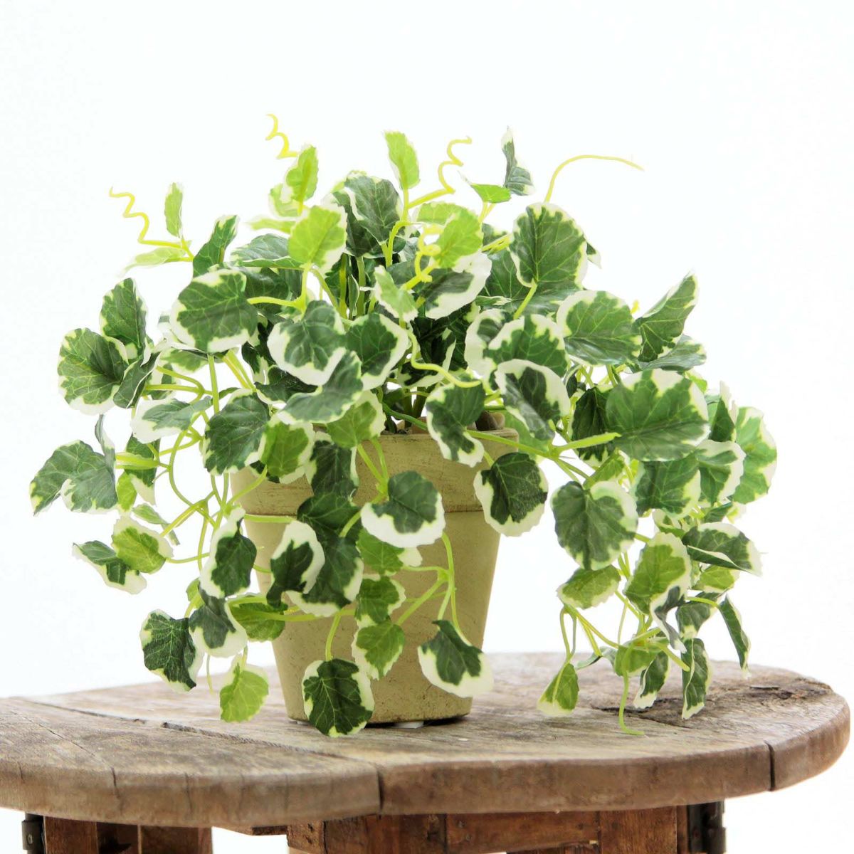 フェイクグリーン の プミラ