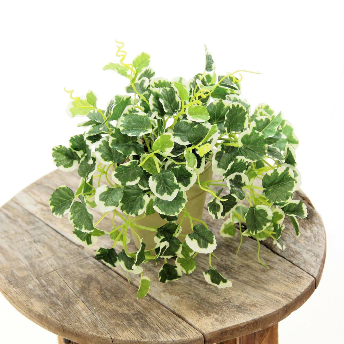 フェイクグリーン の プミラ