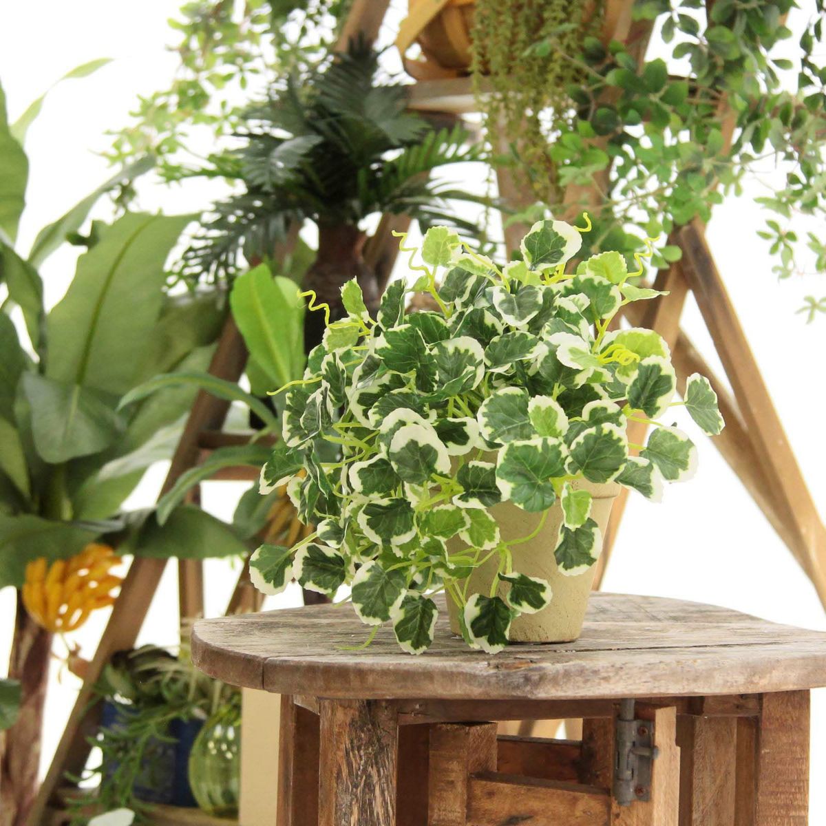 プミラは、他の2点よりちょっと小さいです。