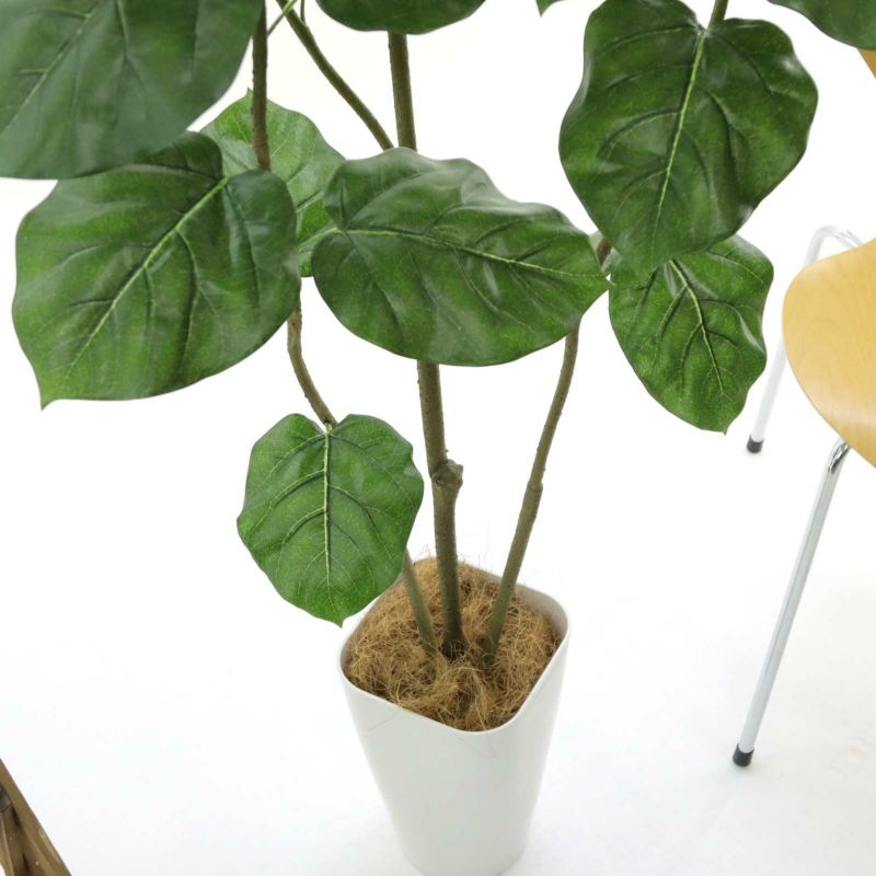 No9329m プレミアム光触媒フェイクグリーン フィカス ウンベラータ 3本立 高さ150cm 幅70cm 奥行60cm 造花ドットコム Zouka Com No9329m プレミアム光触媒フェイクグリーン フィカス ウンベラータ 3本立 高さ150cm 幅70cm 奥行60cm 造花ドットコム Zouka Com