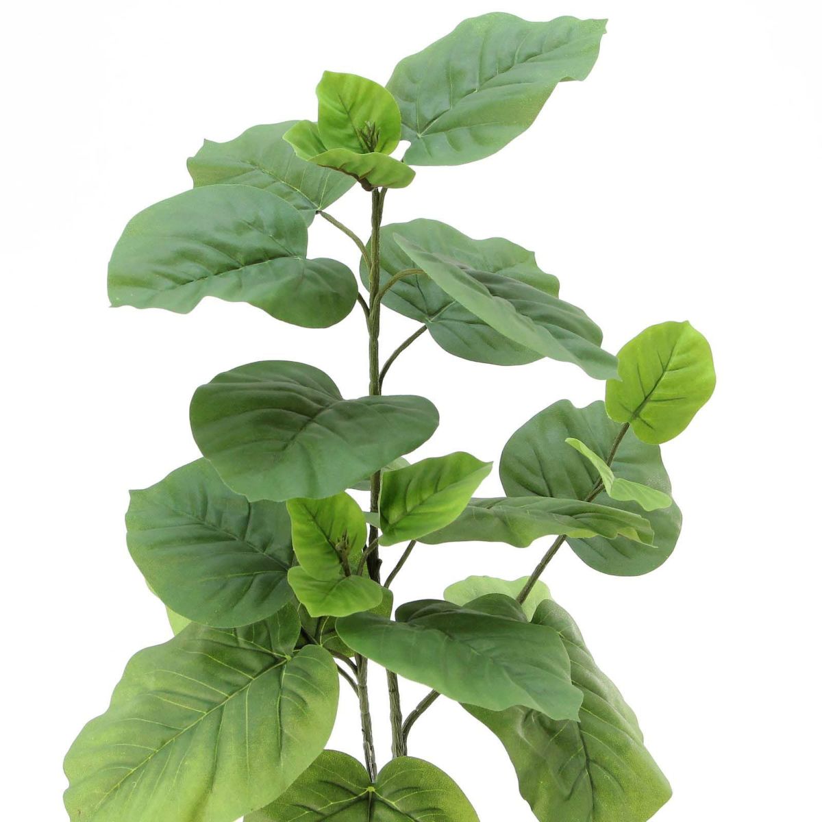 フェイクグリーン の フィカス ウンベラータ 白角ポット です