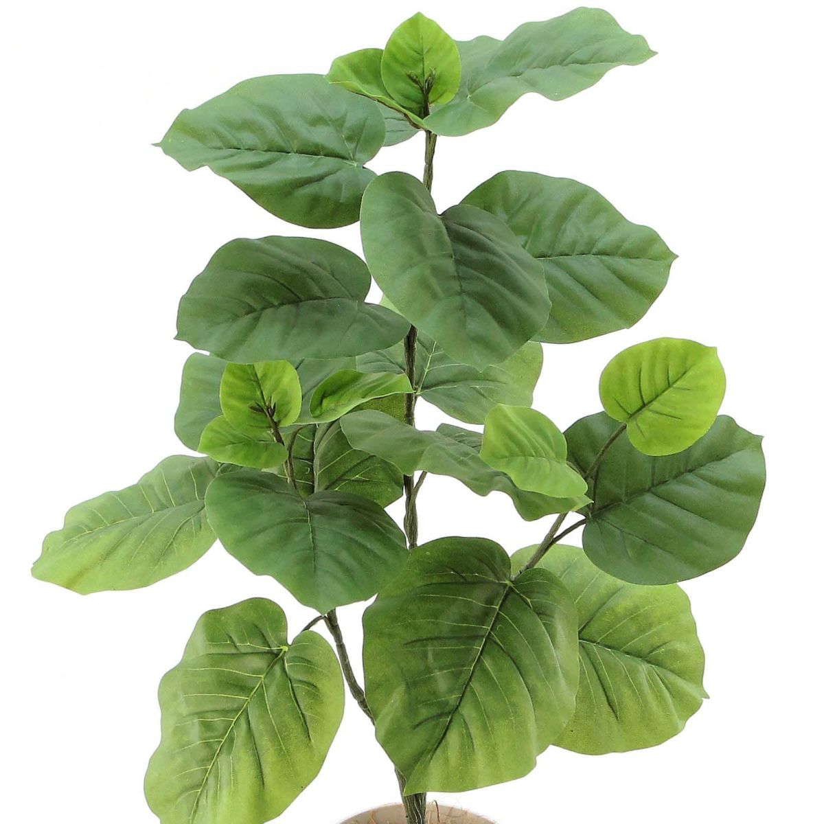 フェイクグリーン の フィカス ウンベラータ 白角ポット です