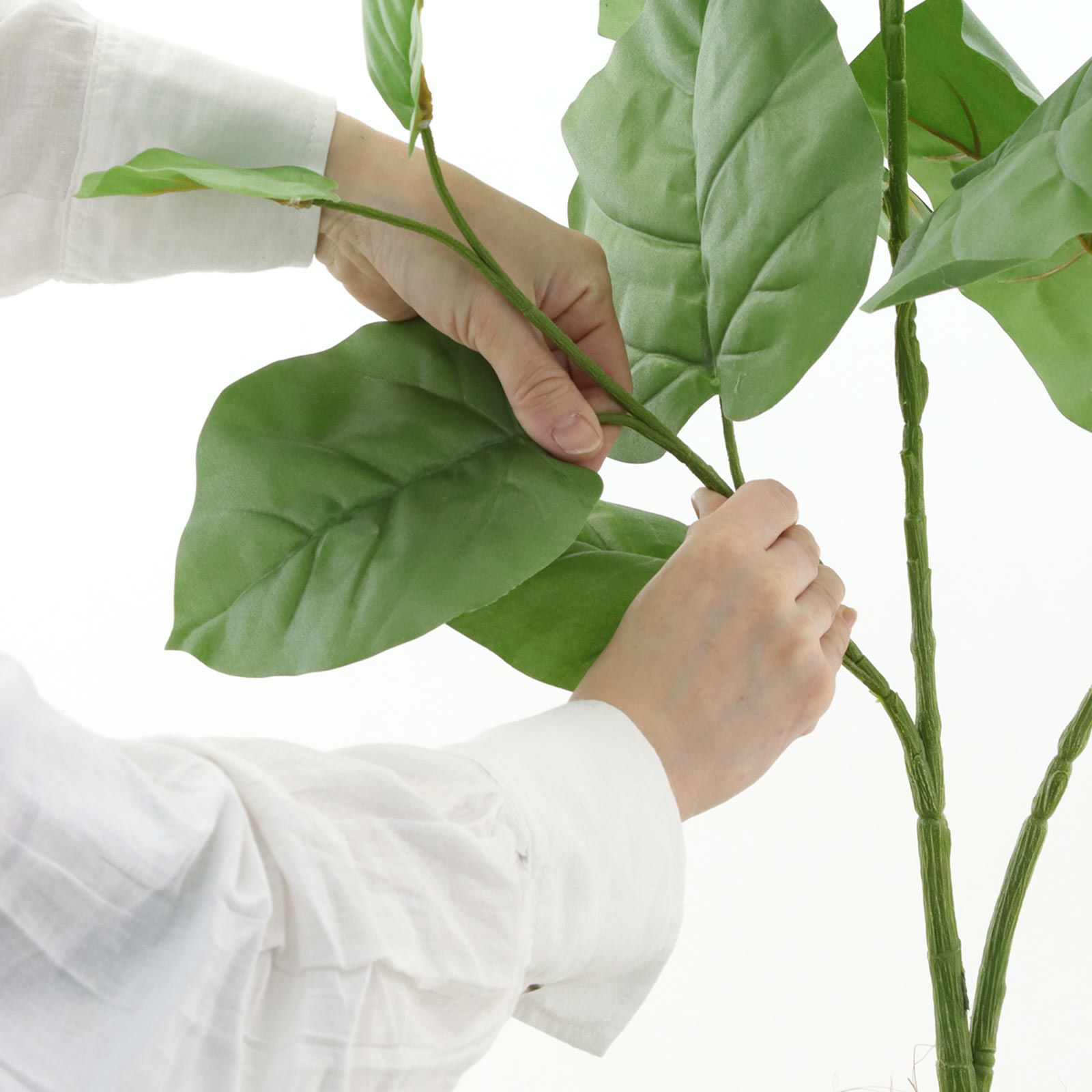 プレミアム光触媒 フェイクグリーン ウンベラータ 150〜155cm No9371 プレミアム光触媒フェイクグリーン 「ふんわり広がる葉