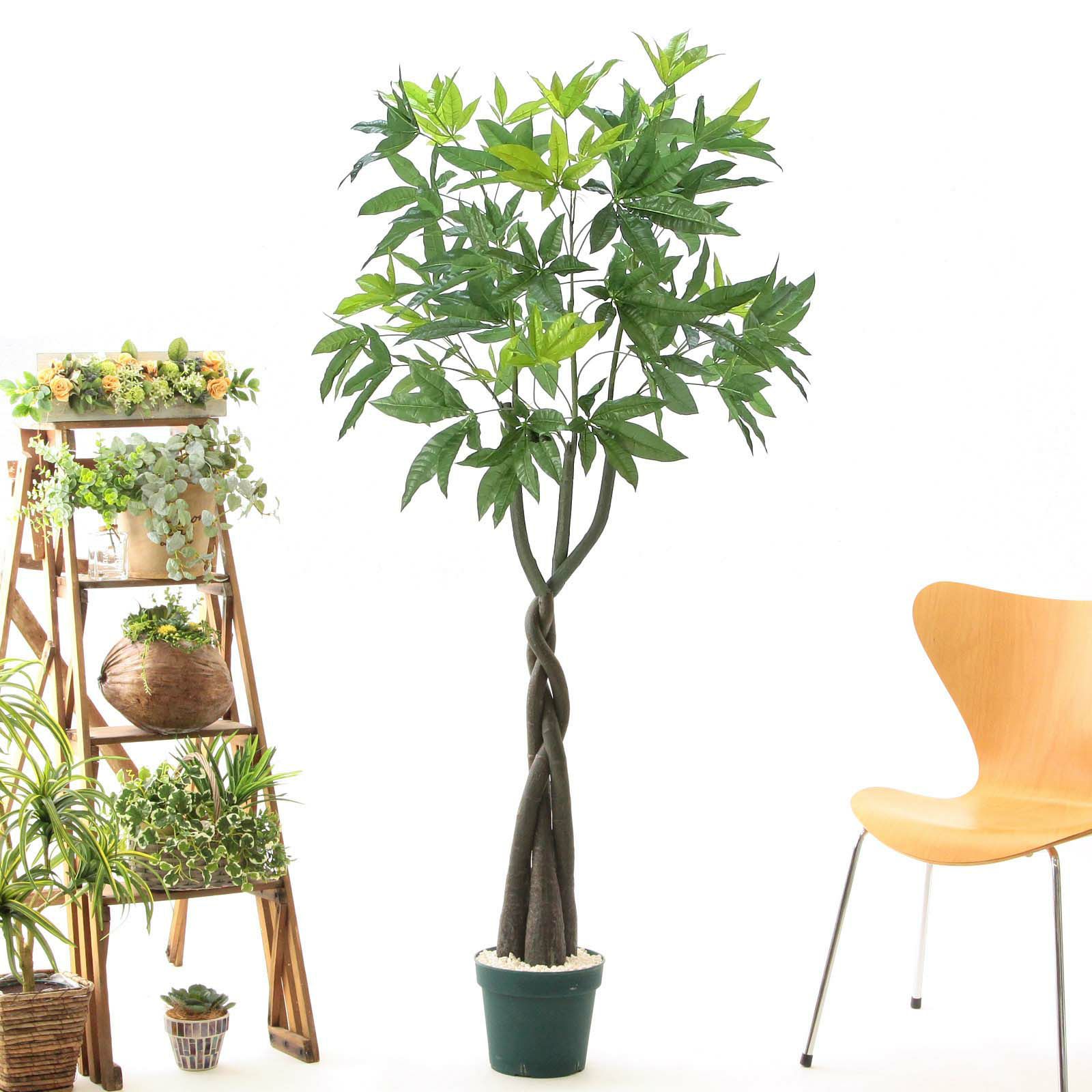 【ねじり幹の存在感◎】パキラ 大株 観葉植物＊育てやすく縁起も良いグリーン 000000000028-15.jpg?t=