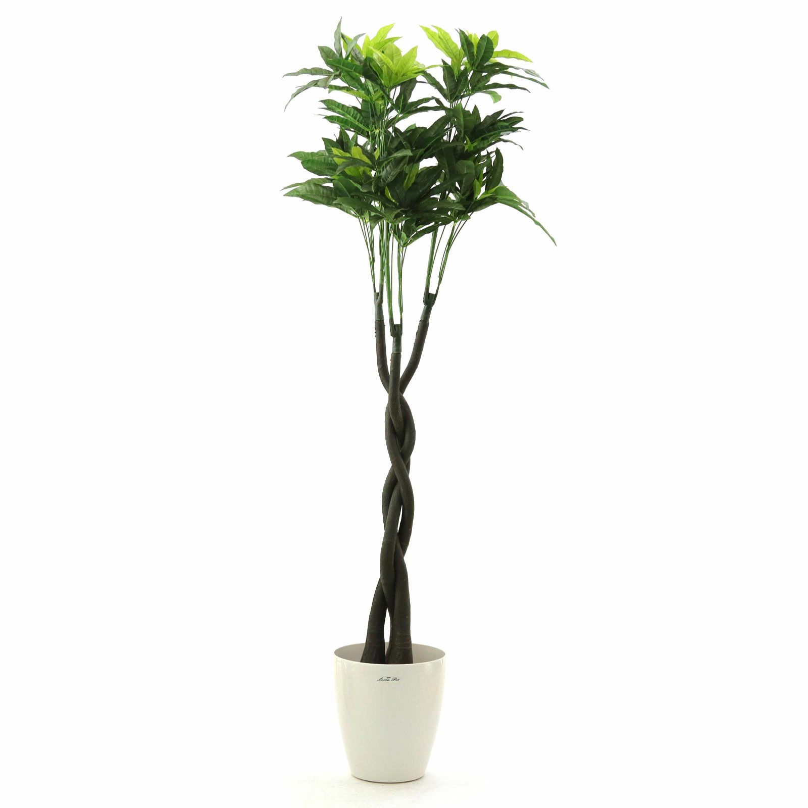 ねじり幹の存在感◎】パキラ 大株 観葉植物＊育てやすく縁起も