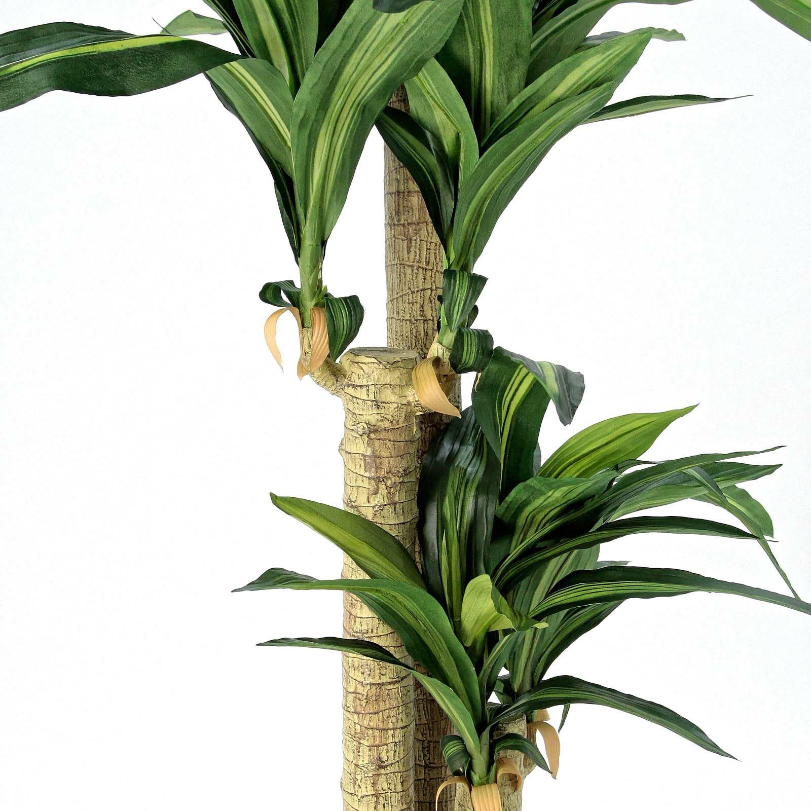 ドラセナ　　3頭 ドラセナ・マジナータ Mix(編み) - 株式会社山田農園