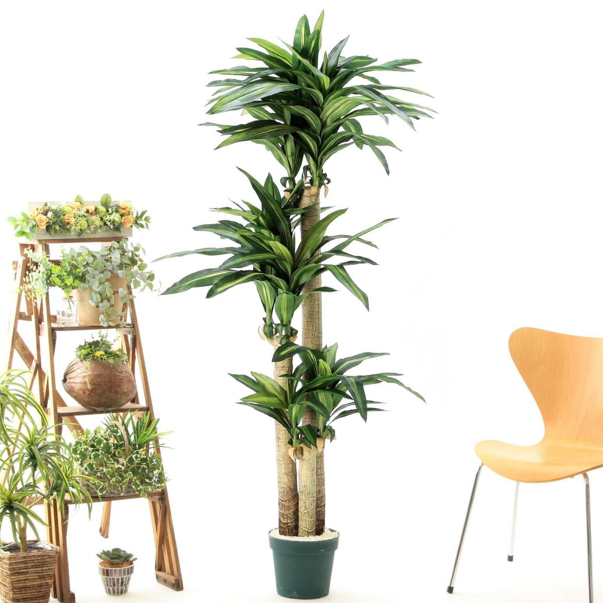 プラ鉢（+0円）