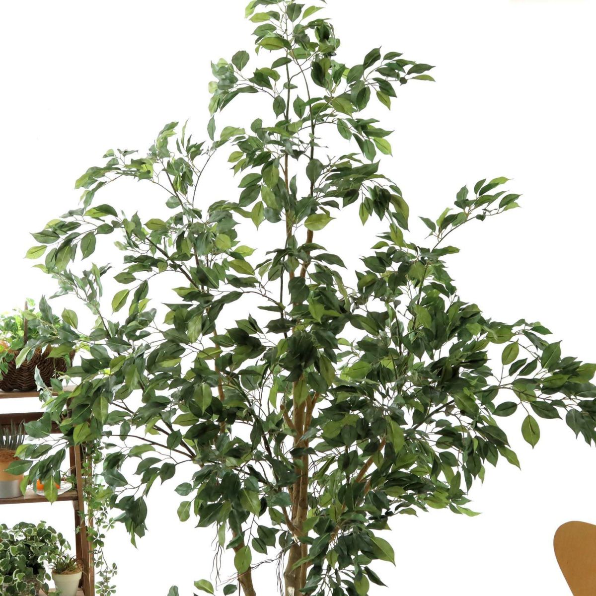 フェイクグリーン の ベンジャミン です