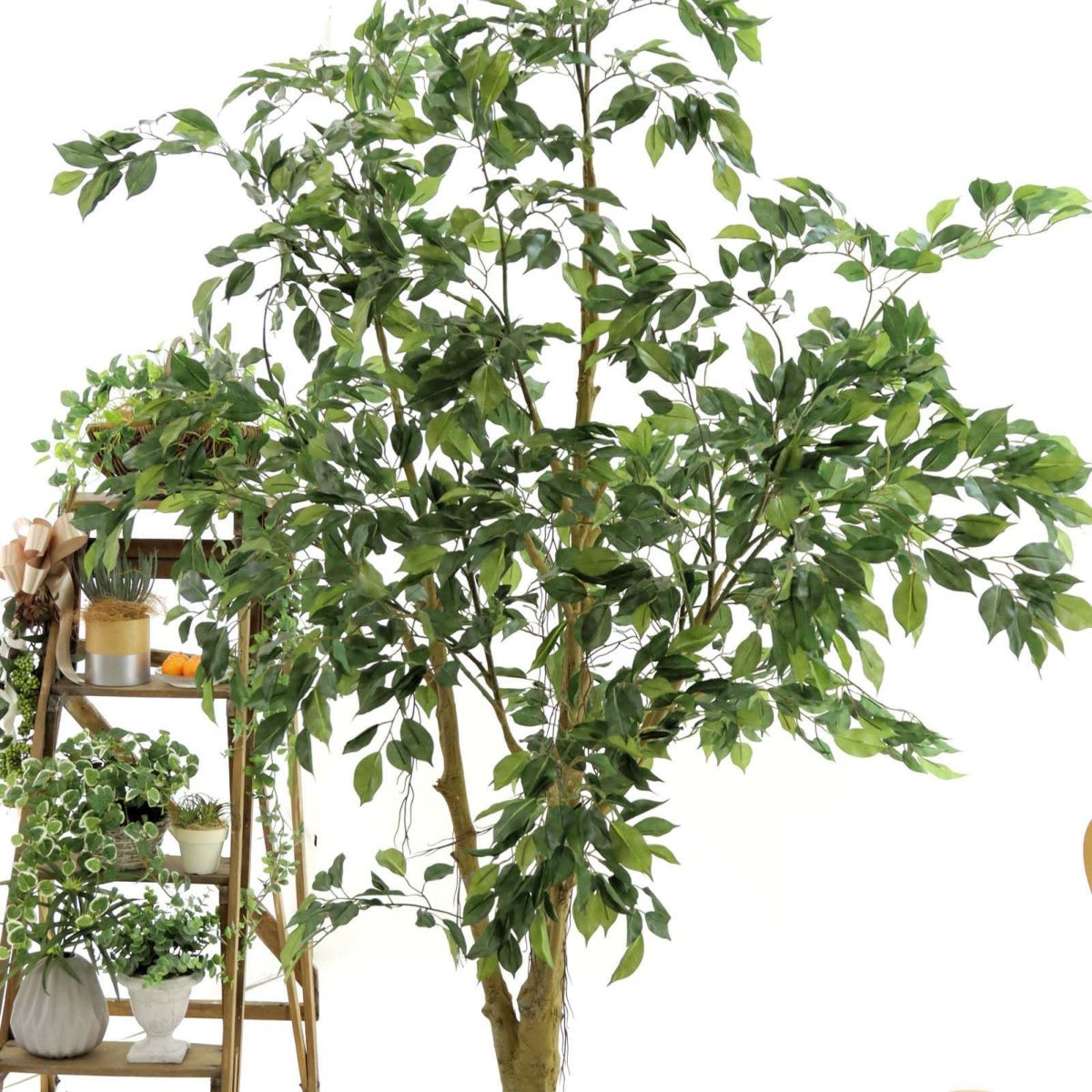 フェイクグリーン の ベンジャミン です