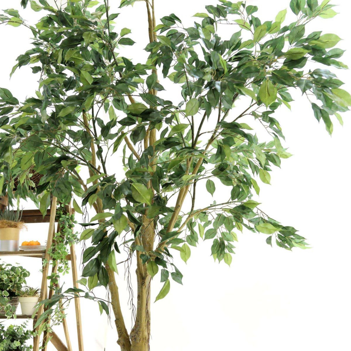 フェイクグリーン の ベンジャミン です