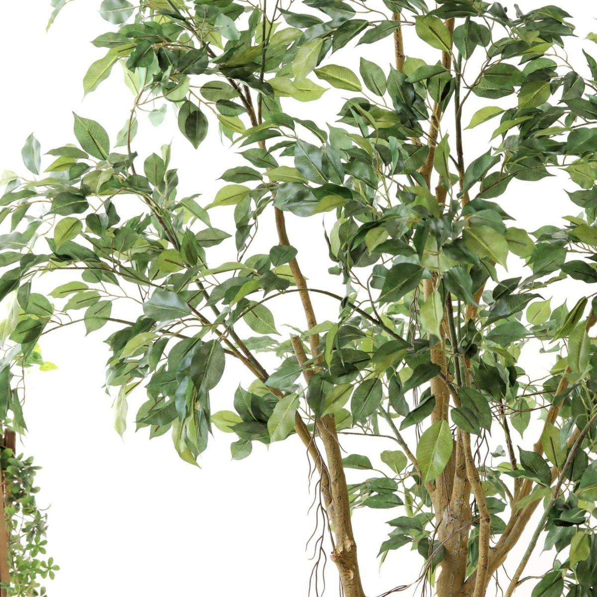 フェイクグリーン の ベンジャミン です