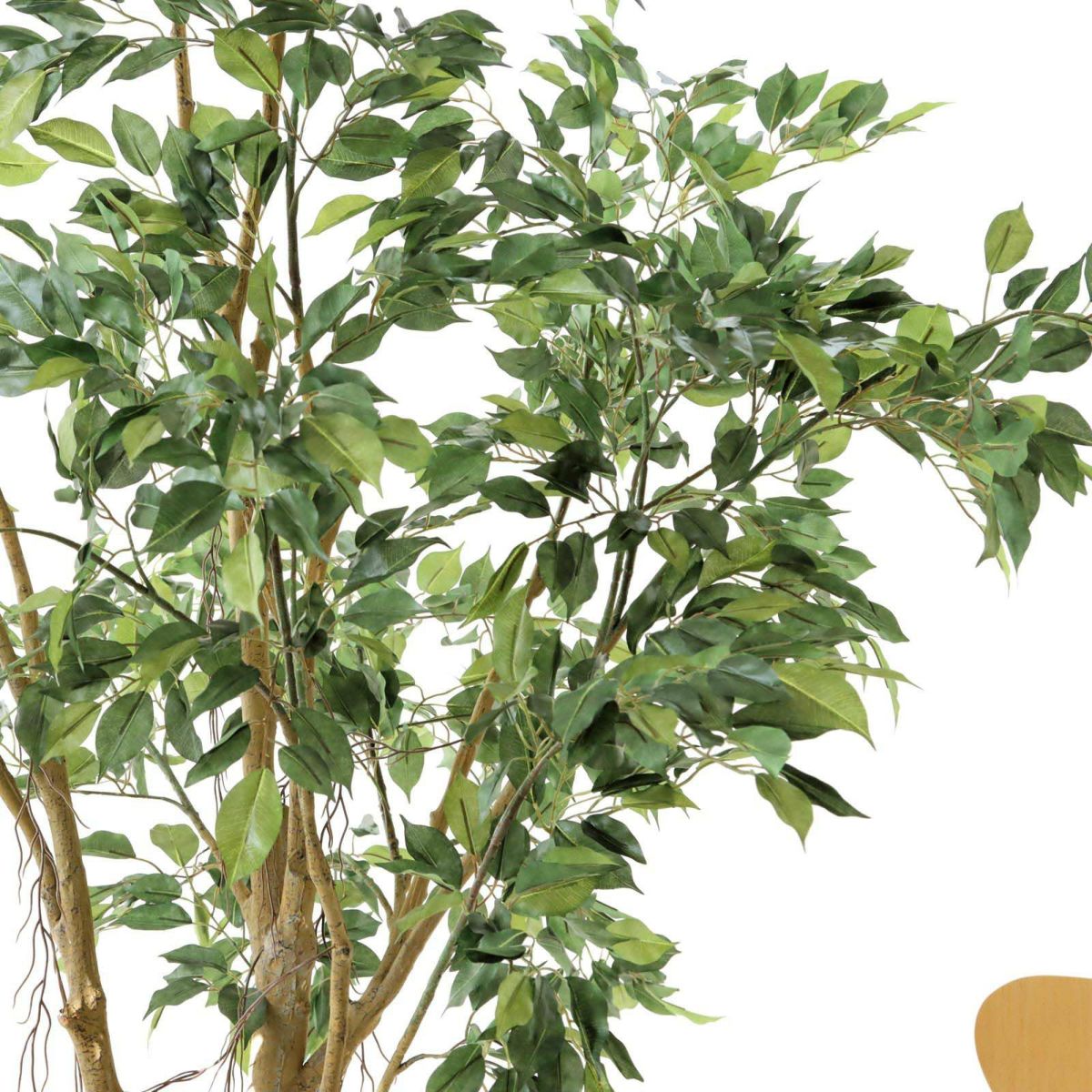 フェイクグリーン の ベンジャミン です