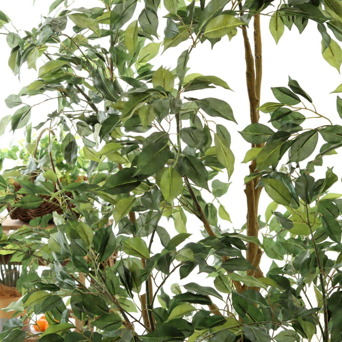 フェイクグリーン の ベンジャミン です