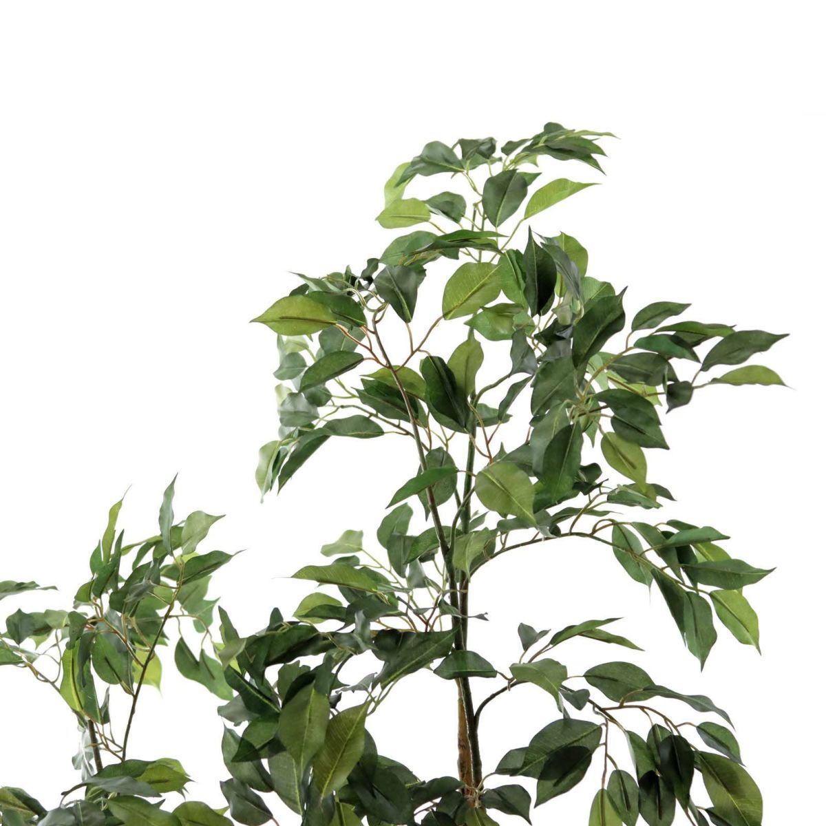 フェイクグリーン の ベンジャミン です