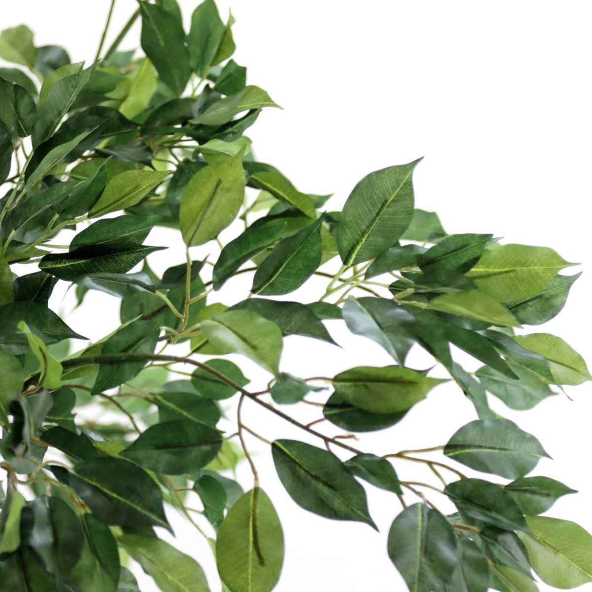 フェイクグリーン の ベンジャミン です