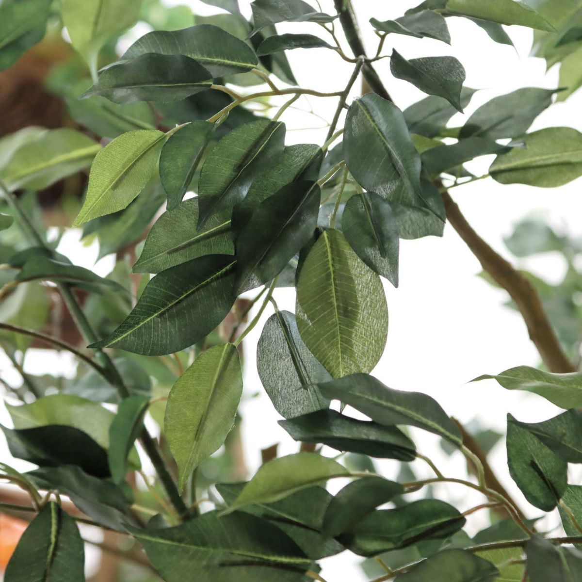 フェイクグリーン の ベンジャミン です