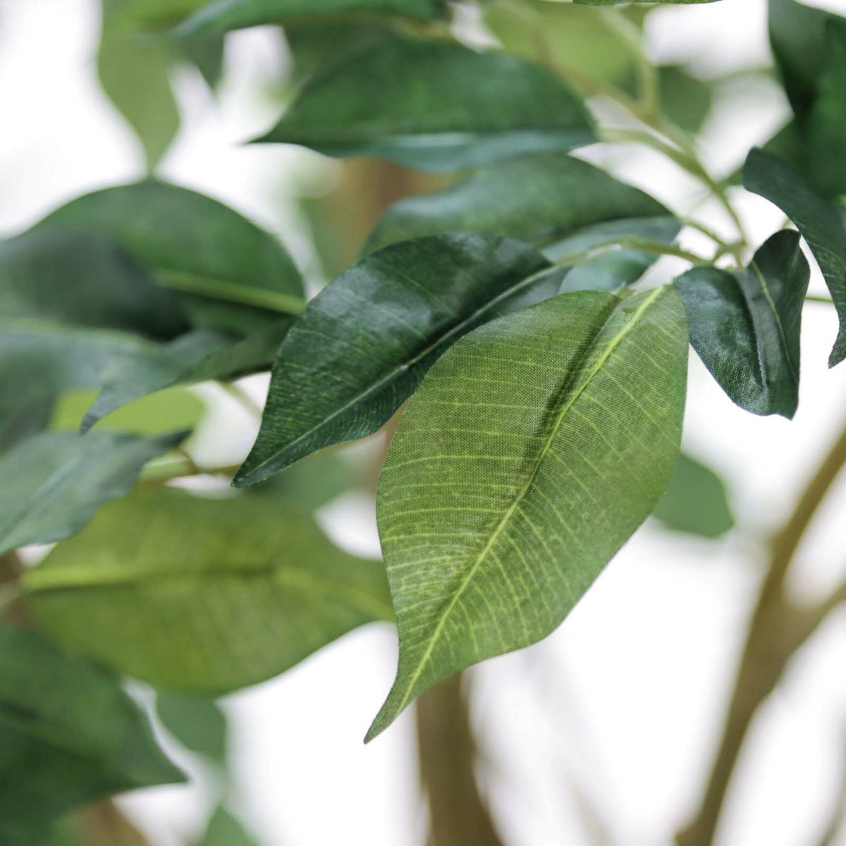 フェイクグリーン の ベンジャミン です