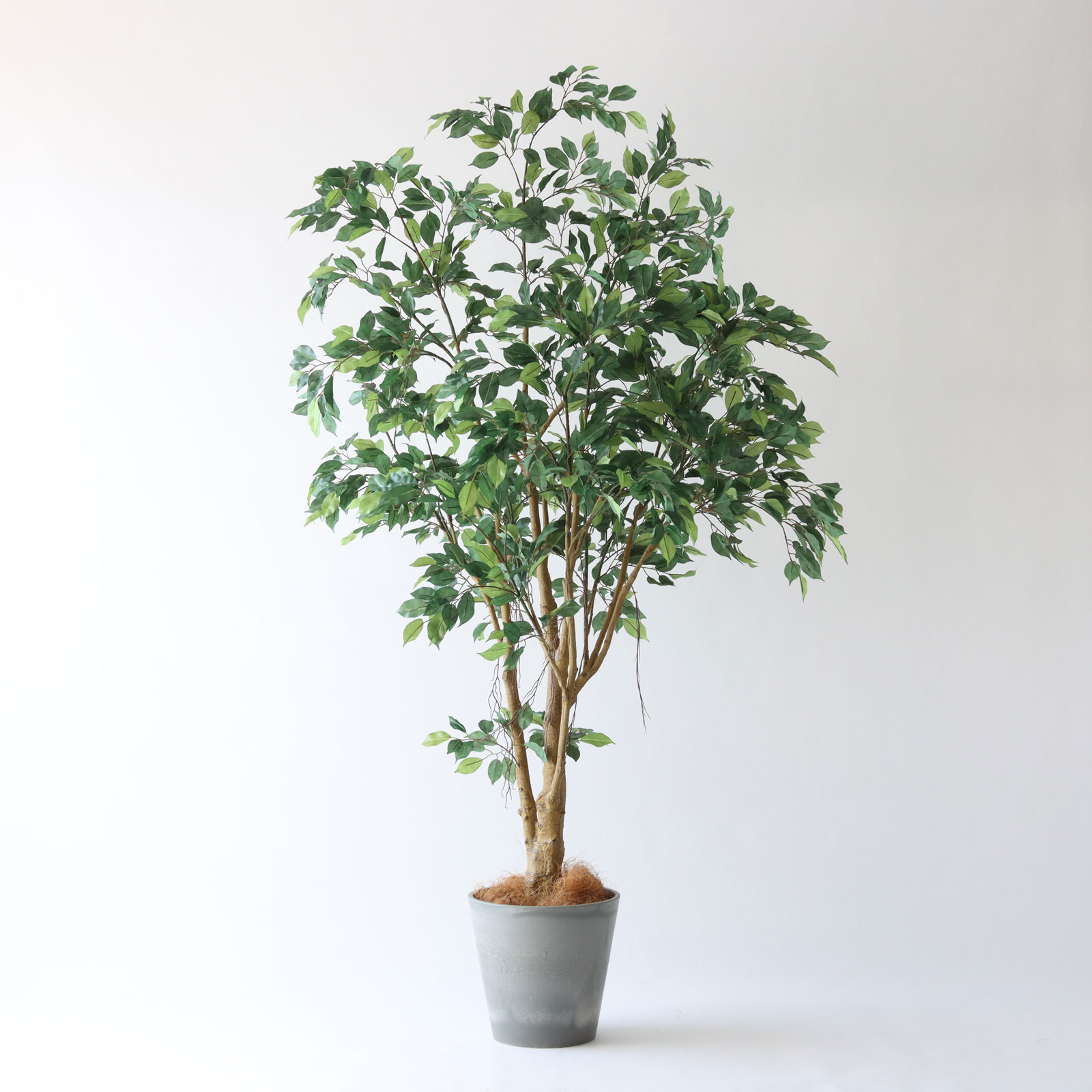 プラ鉢（+0円）