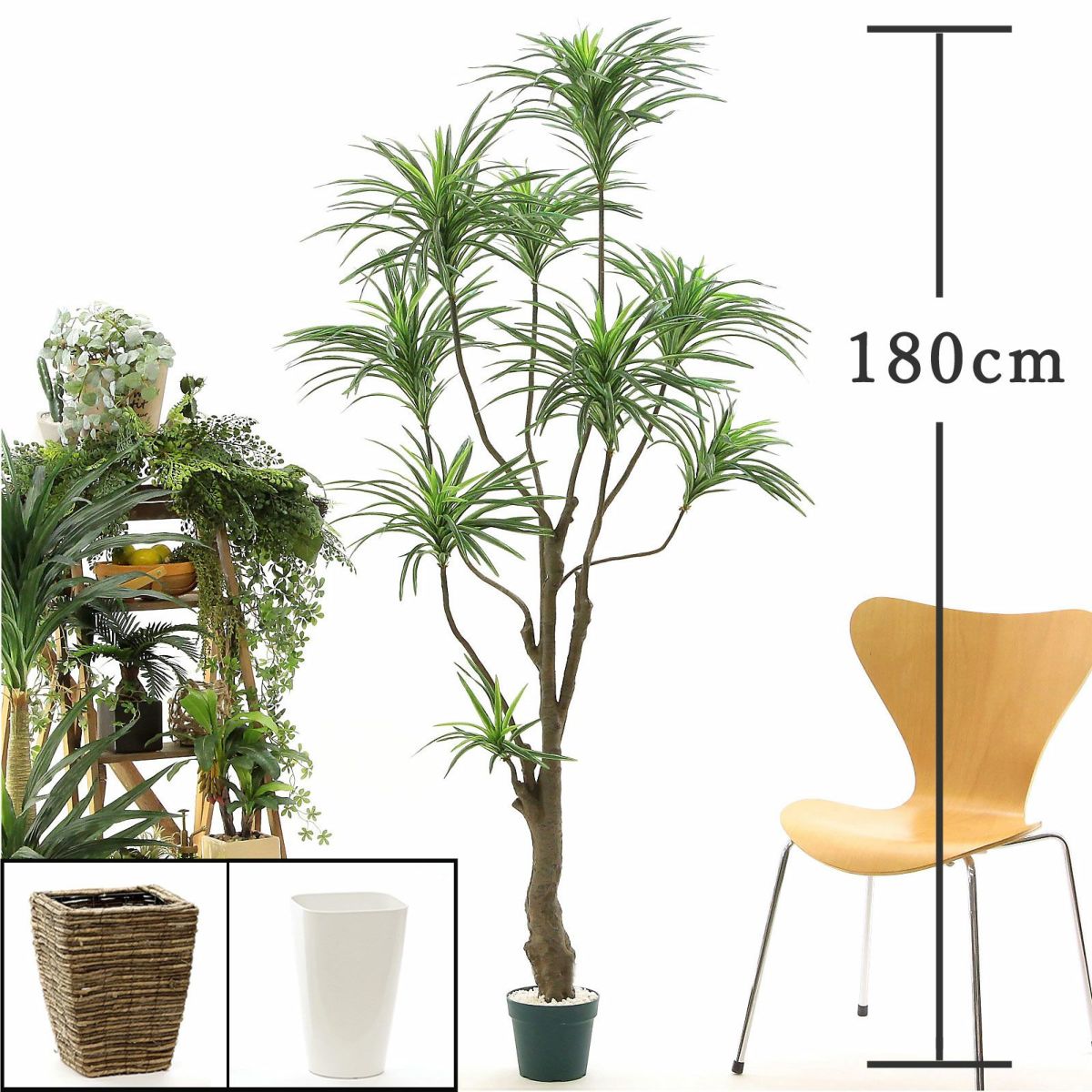 プラ鉢（+0円）