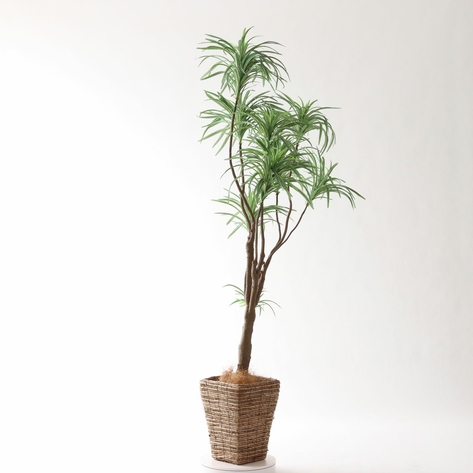 No8182 プレミアム光触媒フェイクグリーン「枝を自由に曲げて × 空間に