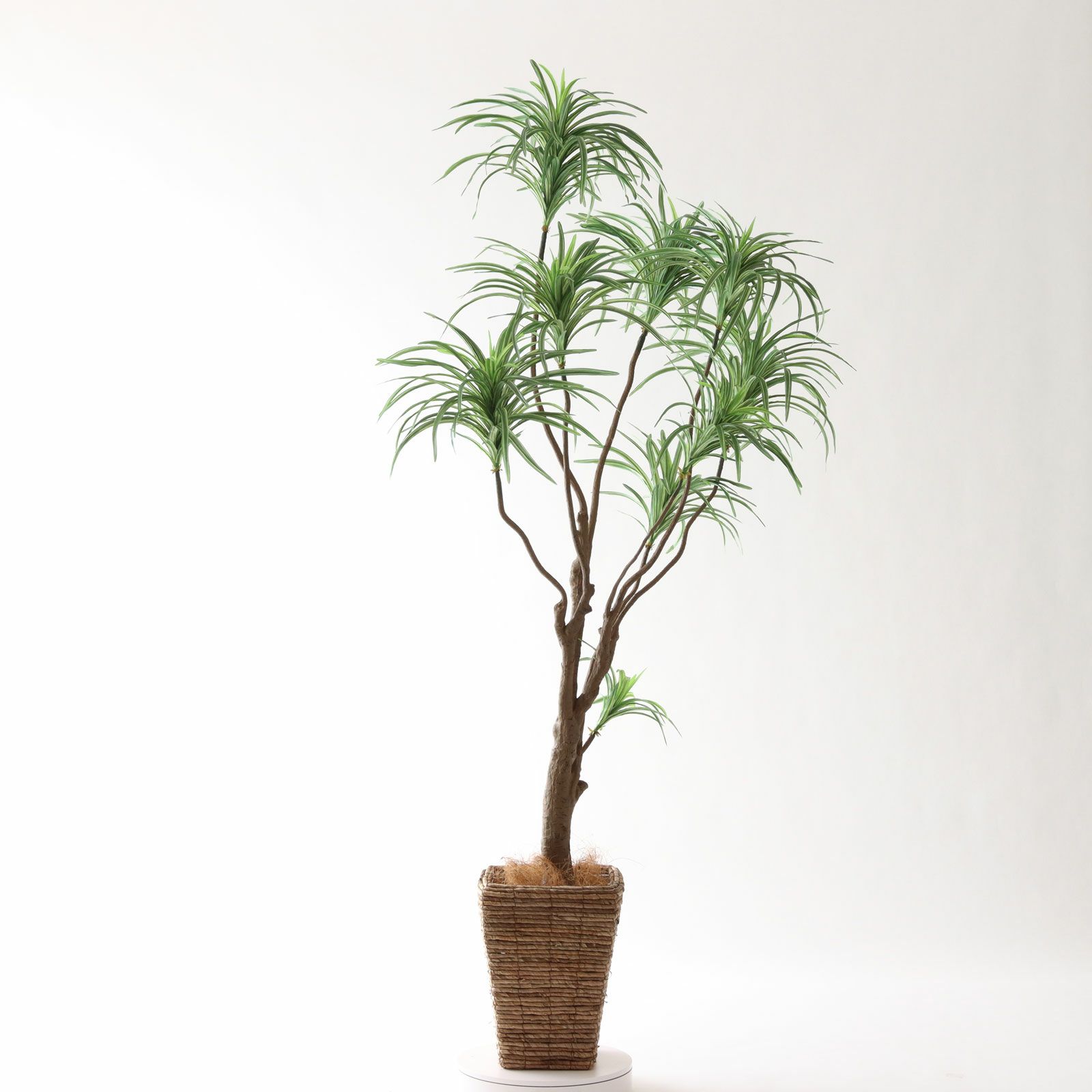 No8182 プレミアム光触媒フェイクグリーン「枝を自由に曲げて × 空間に