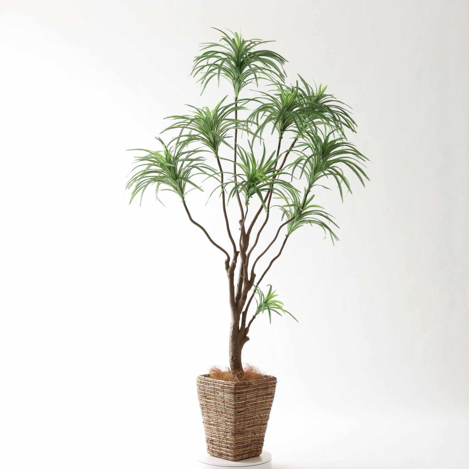 No8182 プレミアム光触媒フェイクグリーン「枝を自由に曲げて × 空間に