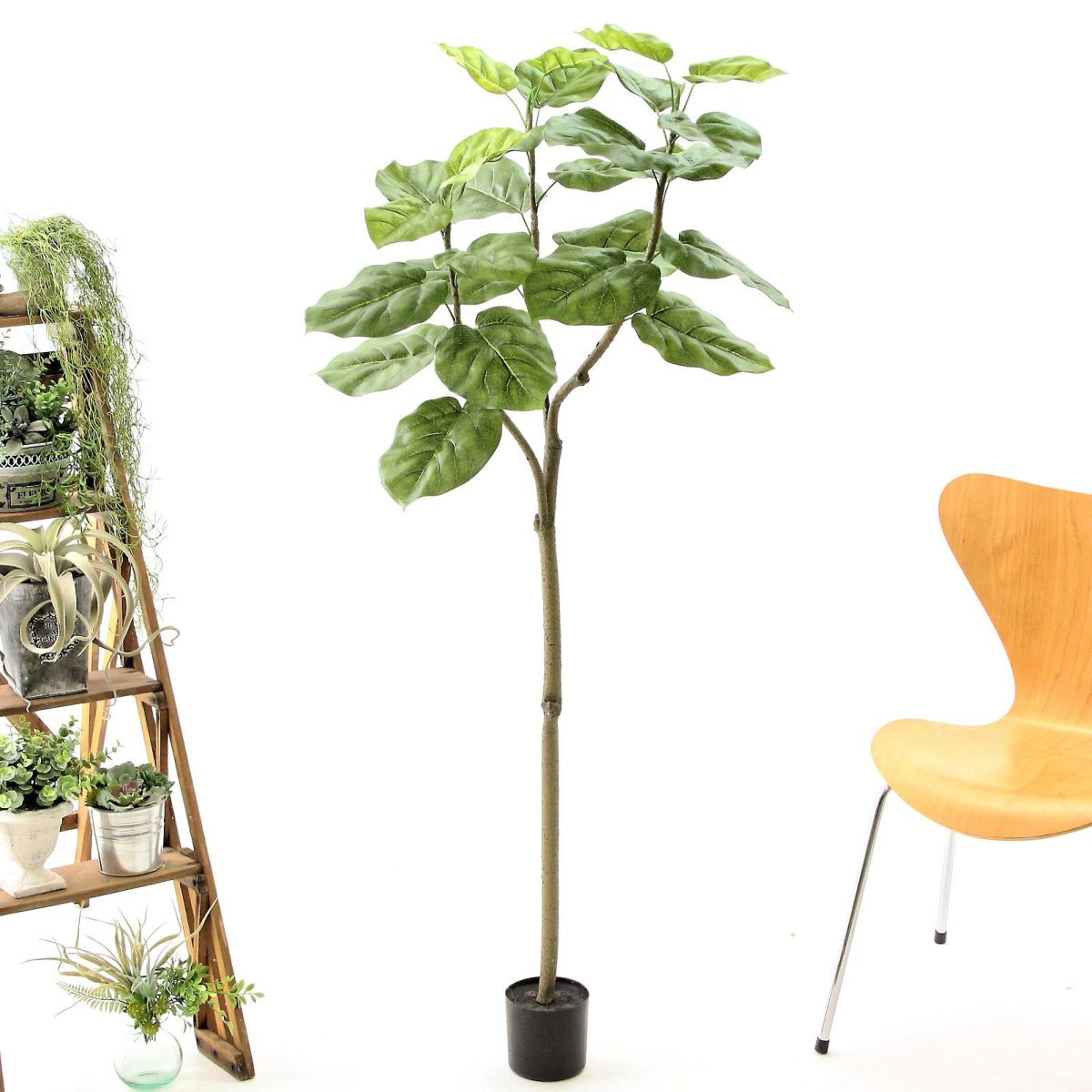 プラ鉢（+0円）