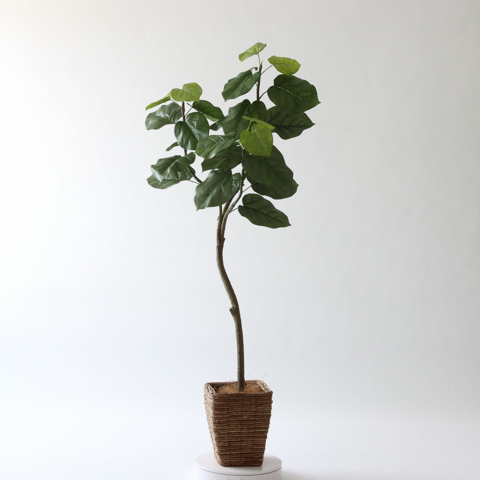 No9266 プレミアム光触媒フェイクグリーン「幹を曲げて、フォルムが