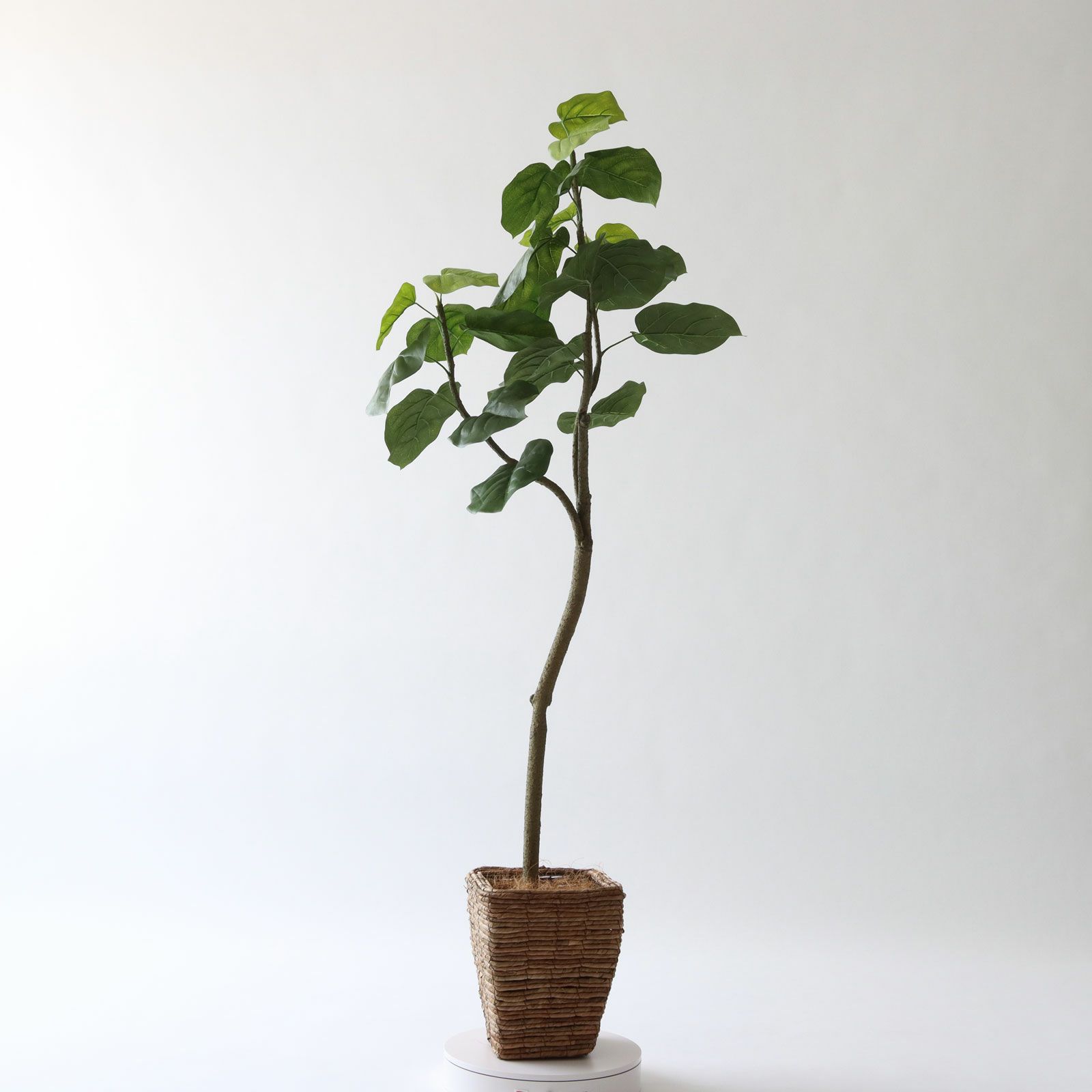 No9266 プレミアム光触媒フェイクグリーン「幹を曲げて、フォルムが