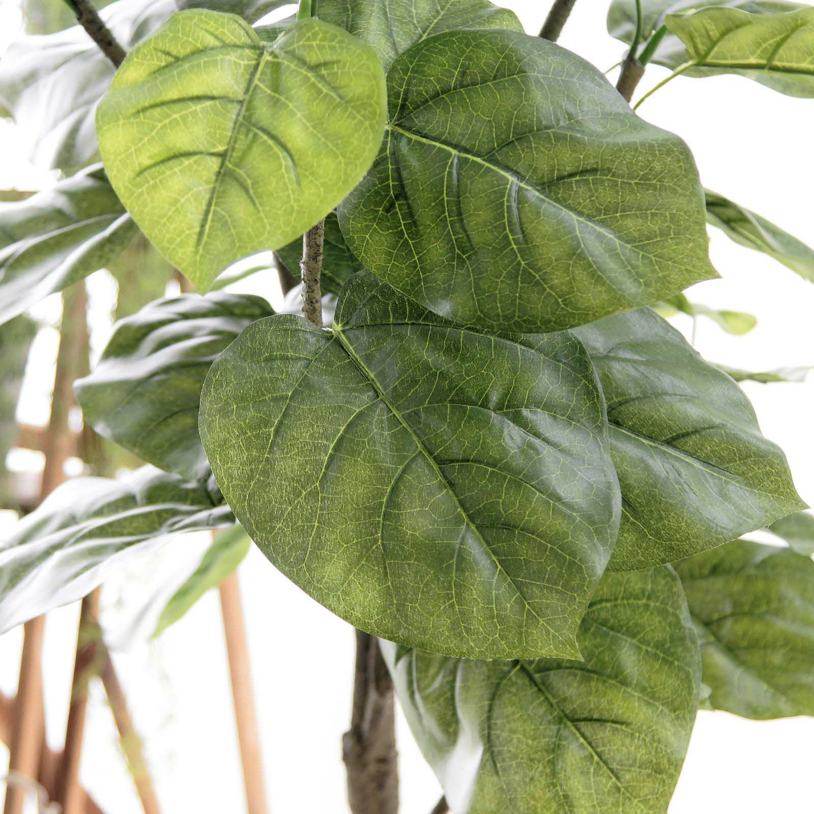 流通皆無‼️✩.*˚ウンベラータ 斑入り✩.*˚ 1 流通皆無‼️✩.*˚ウンベラータ 斑入り✩.*˚ 1