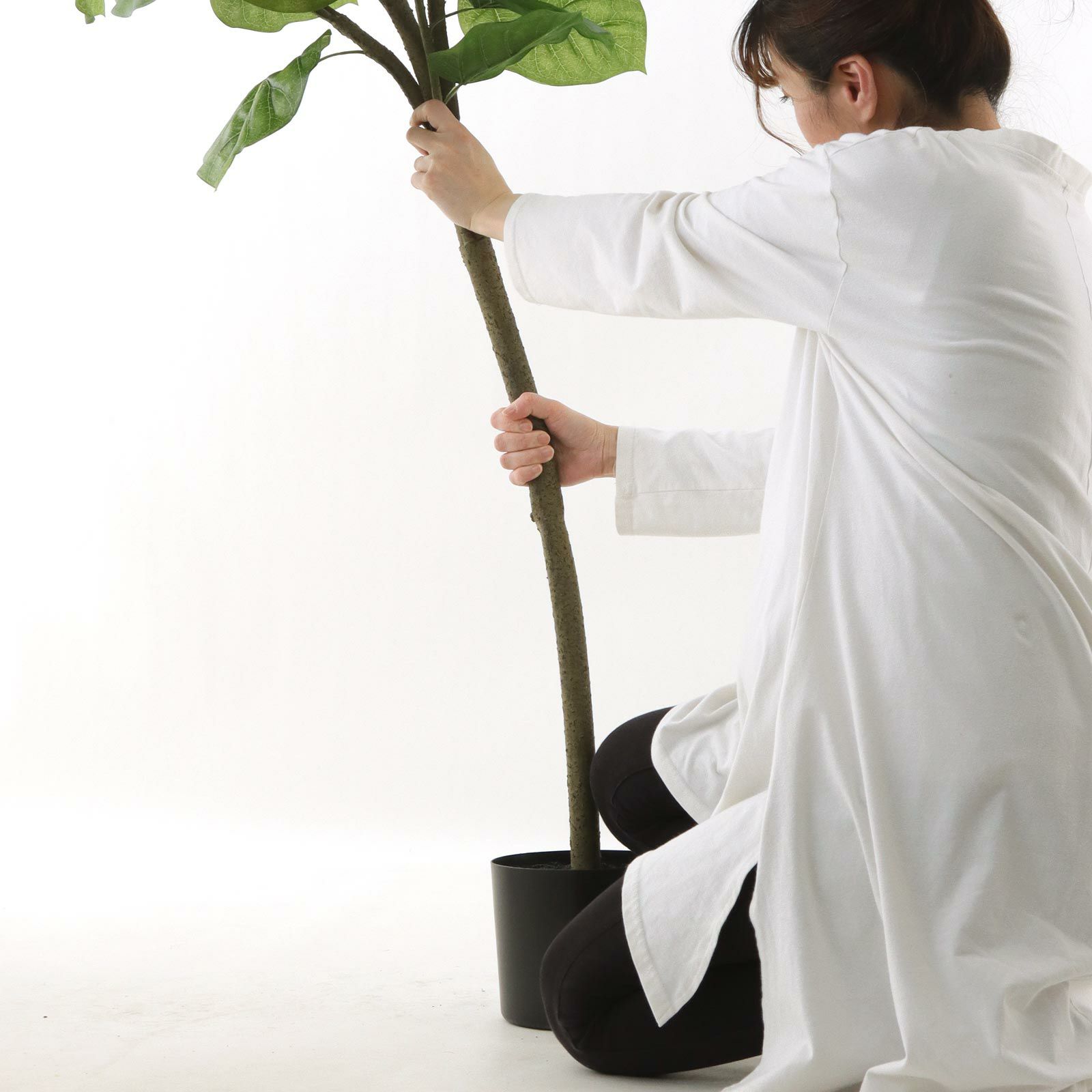 青い目の猫④　ウンベラータ　曲がり仕立て　８号　特大苗木最高等級 ② フィカス ウンベラータ 曲がり仕立て 8号 特大苗木最高等級