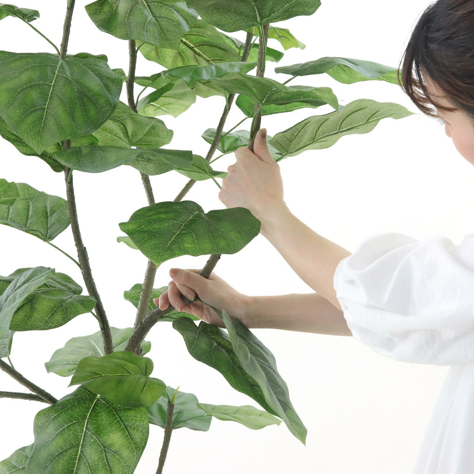 可愛らしいまがり ウンベラータ 葉付きが良くわさわさ 新芽たくさん 000000000057-21.jpg?t=