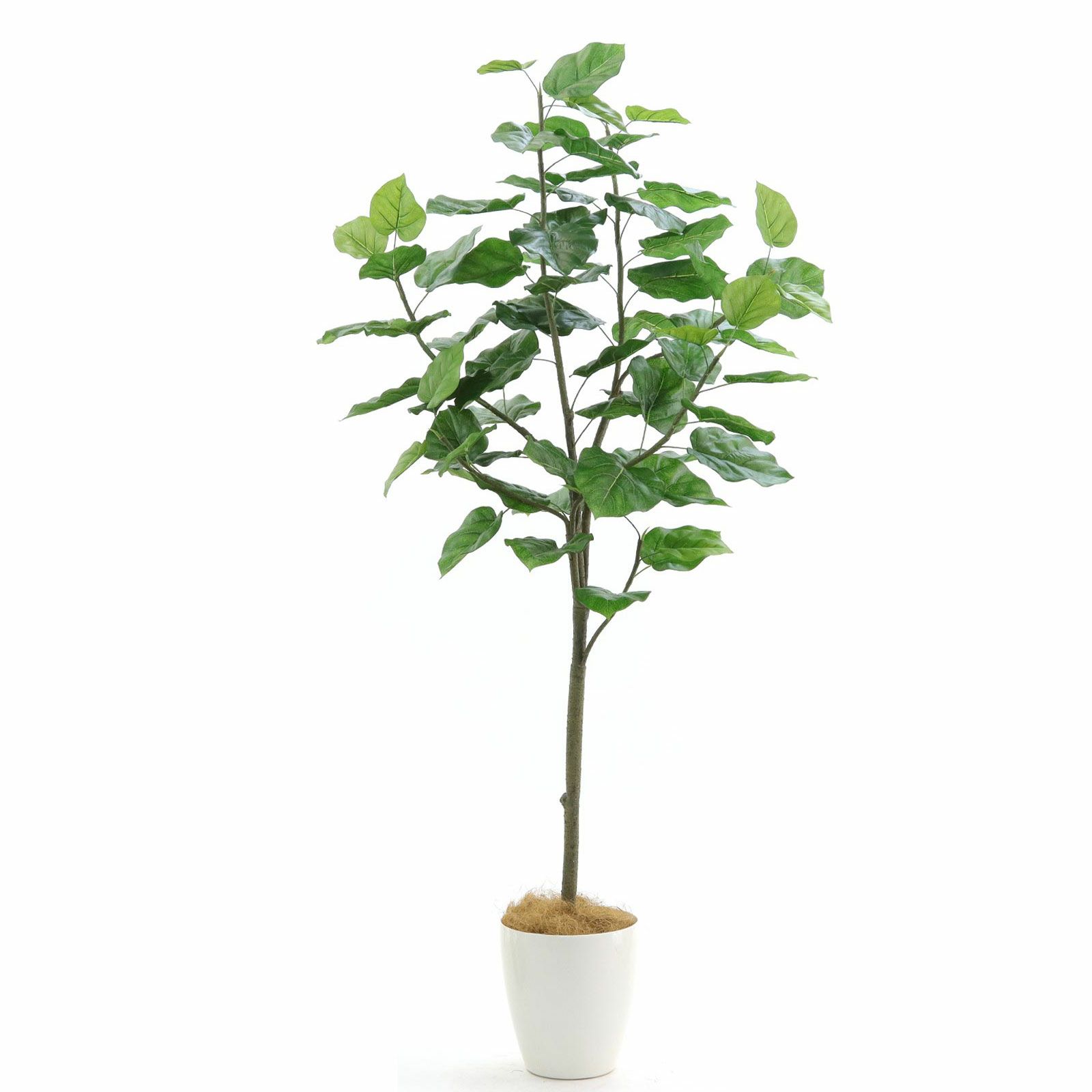 フィカス ウンベラータ 実生 インテリア 観葉植物 人気 品種 フィカス・ウンベラータ 7号サイズ | HITOTOKI by MAKIMO PLANT