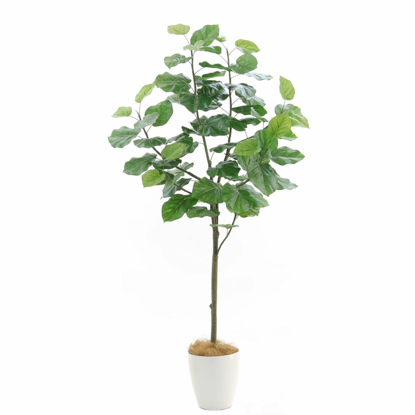火口ひかり■フィカス・ウンベラータ/観葉植物/230cm■気根と多数の葉 太い幹から多数に出た立ち上がった根と気根 フィカス