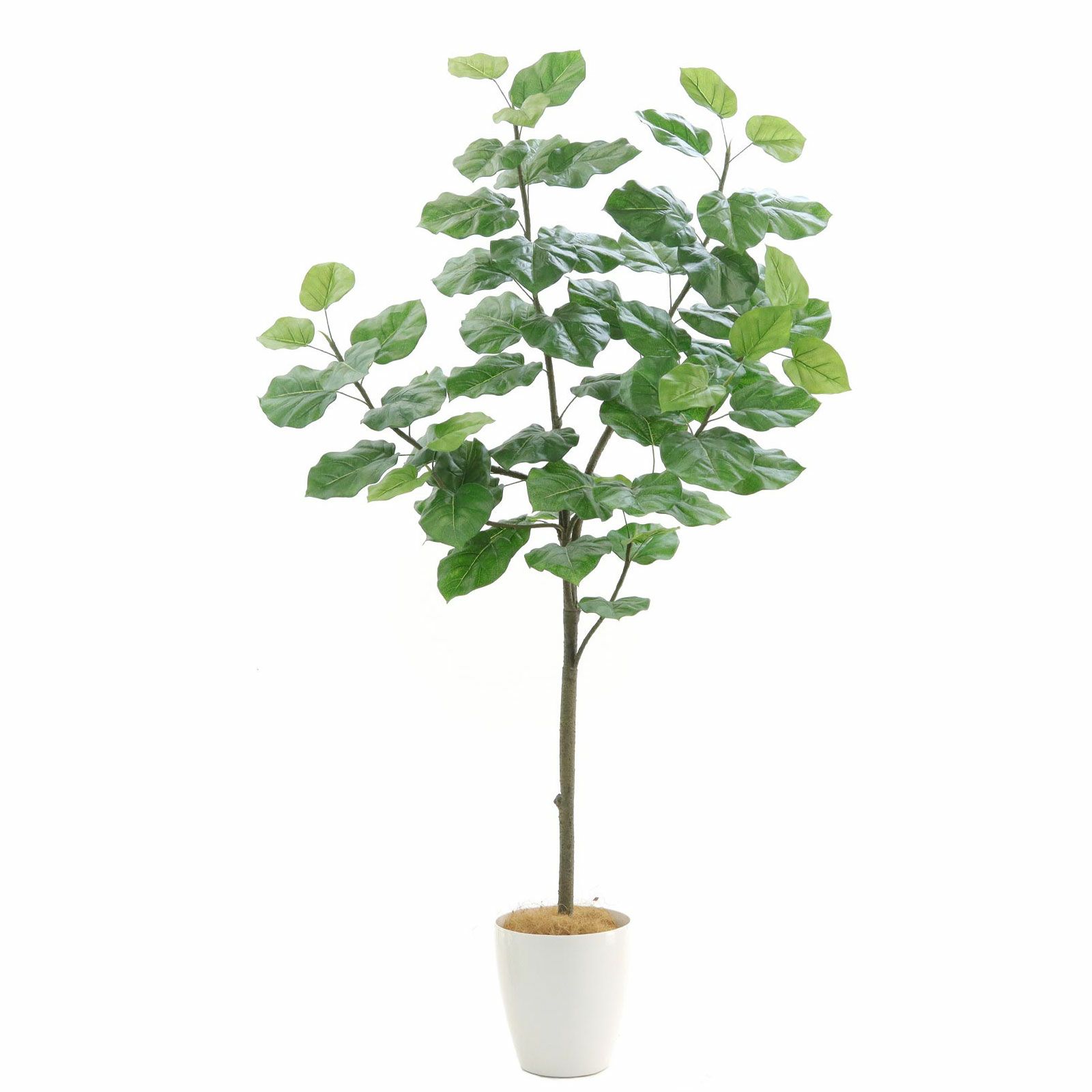 流通皆無‼️✩.*˚ウンベラータ 斑入り✩.*˚ 1 流通皆無‼️✩.*˚ウンベラータ 斑入り✩.*˚ 1