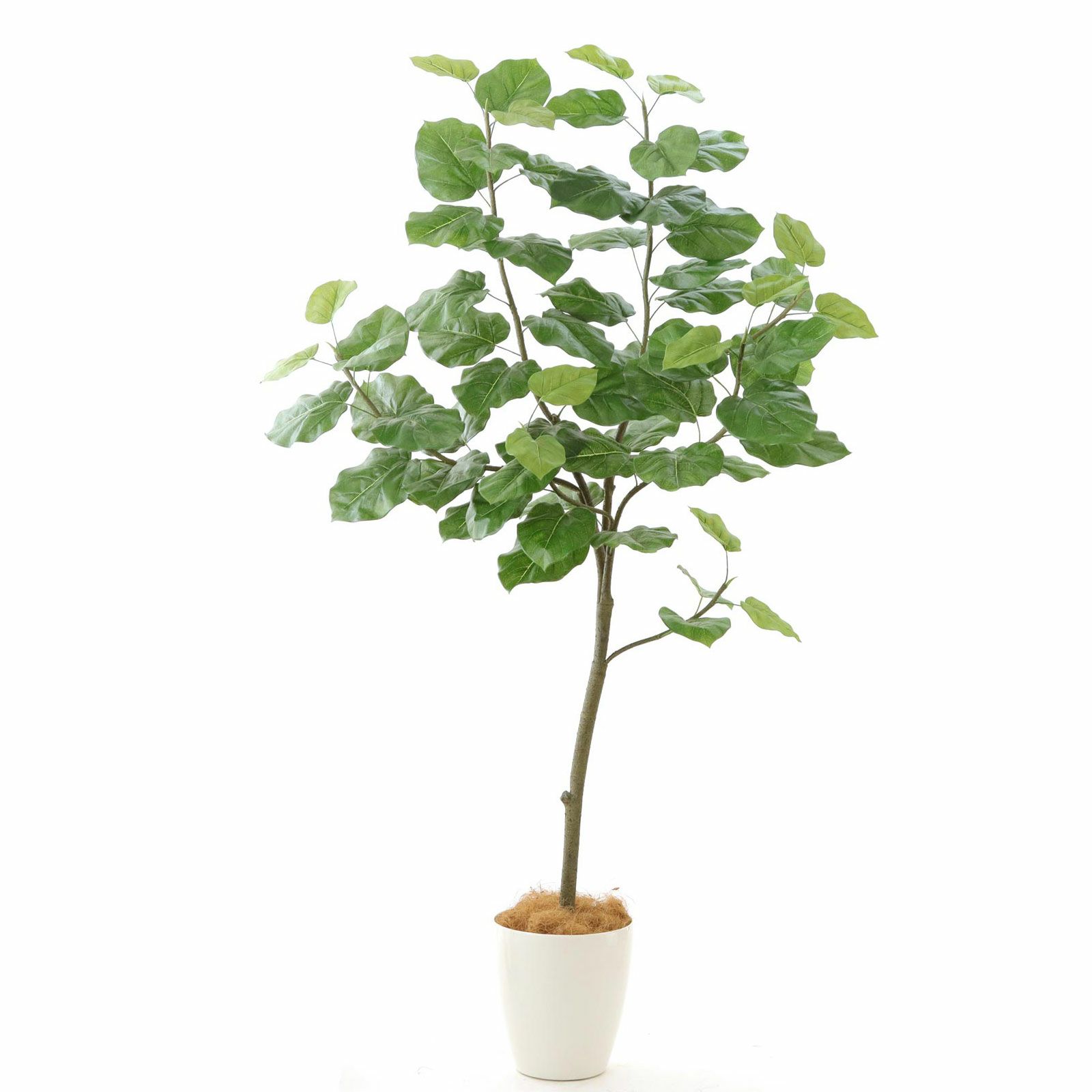 フェイクグリーン 多肉植物 7個 セット【鉢なし】 - メルカリ