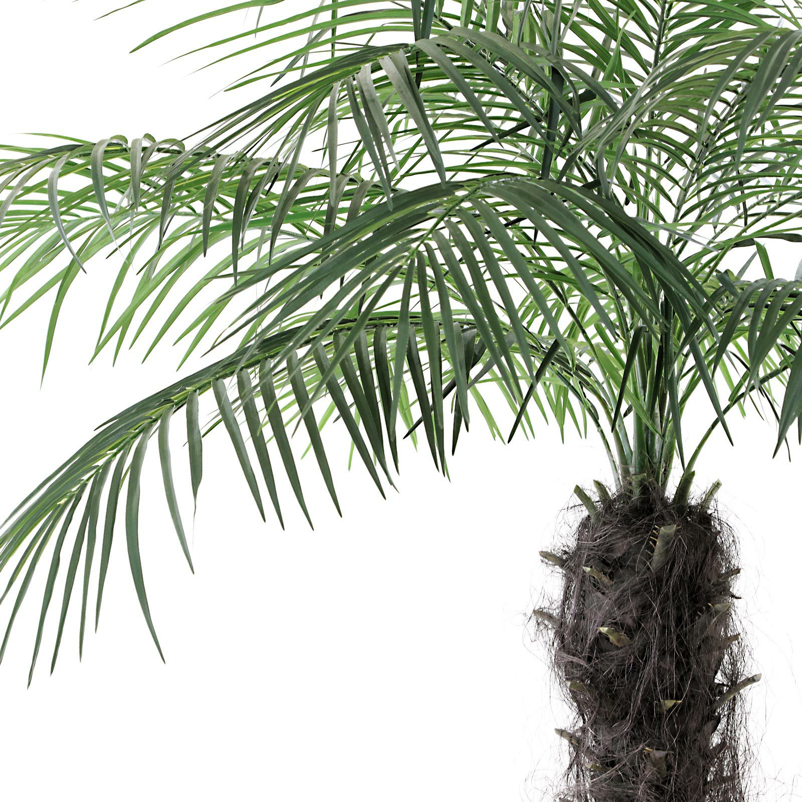 光触媒観葉植物 フェニックス　ヤシの木 フェニックス 大型 観葉植物 人気 おしゃれ インテリアグリーン